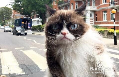 网红“不爽猫”伦家就是不爽不爽啦