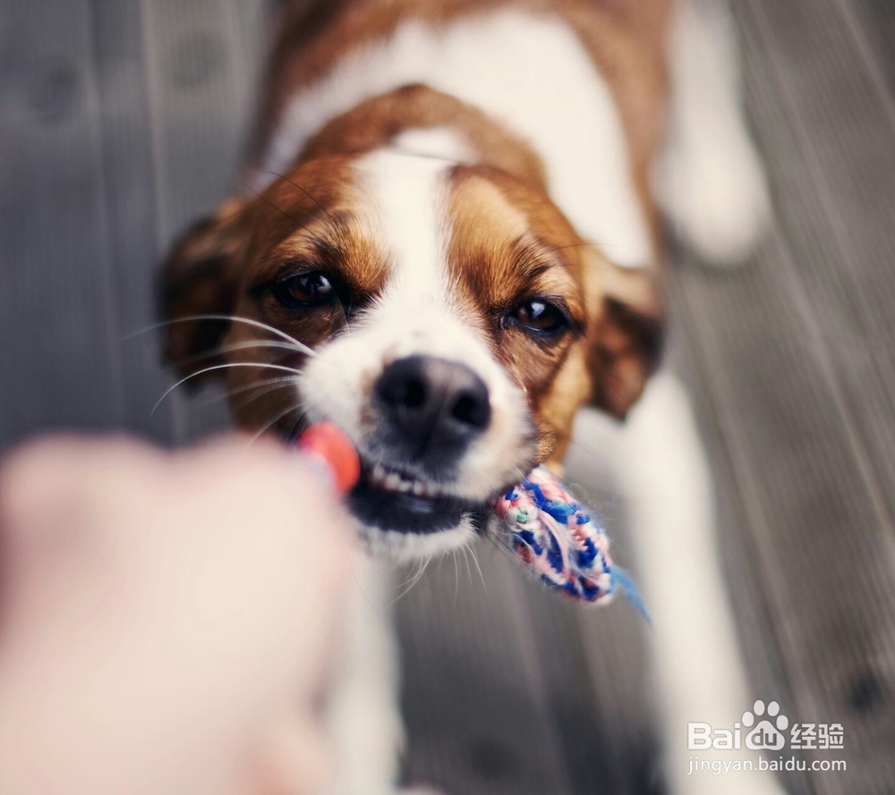 怎样给狗狗护理耳朵