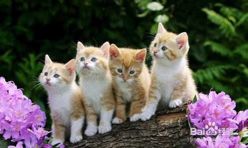 叠猫猫怎么退出队伍