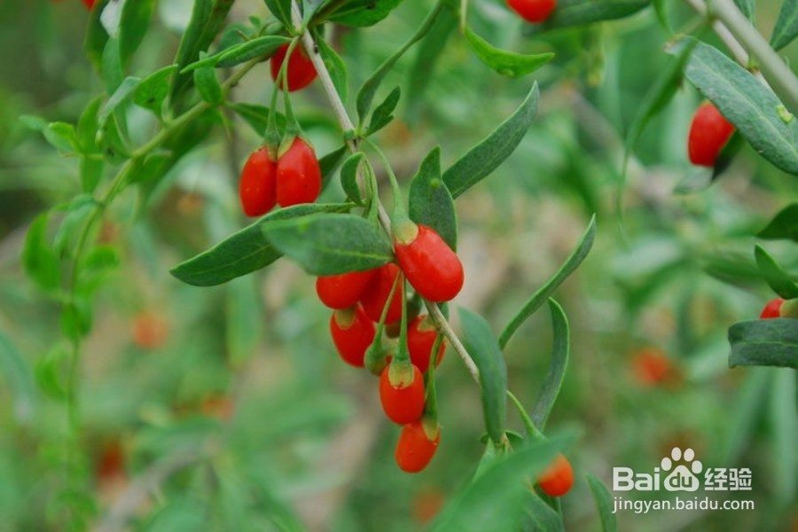 消除压力甩开疲劳的六大营养素