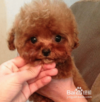 泰迪犬呕吐怎么办呕吐的原因是什么 百度经验