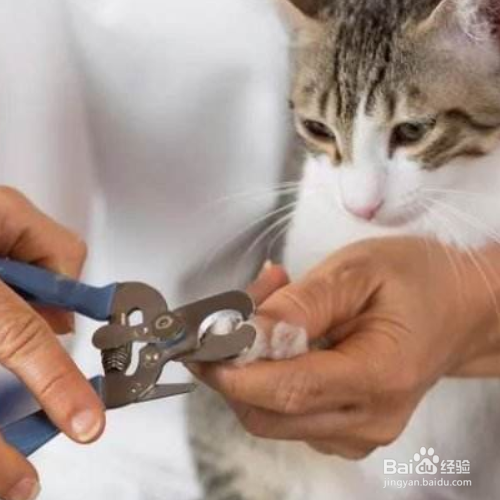 猫的指甲怎么剪