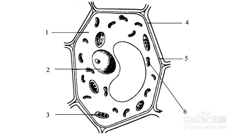 生物八大细胞器简笔画图片