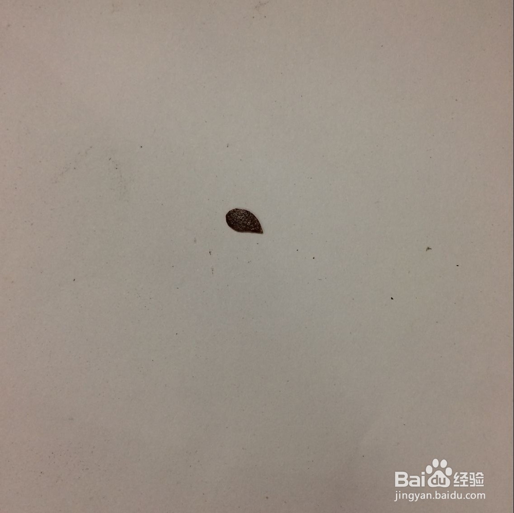 一片树叶剪条龙