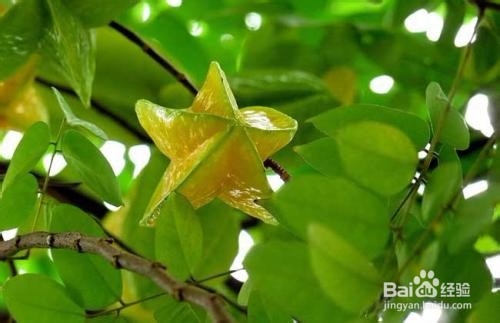 6招帮你买到好吃的杨桃