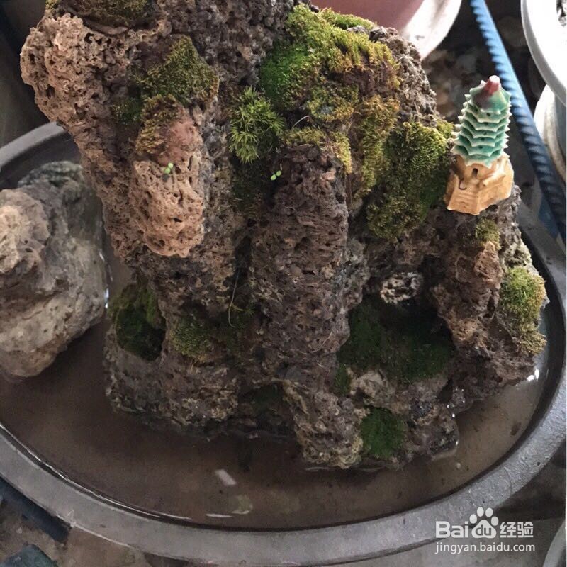 假山上的青苔如何培育