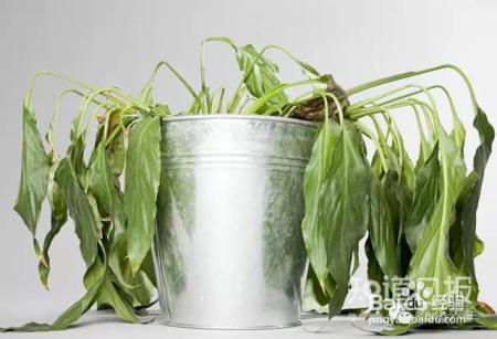 看花看叶看茎，花出了啥毛病，一眼就能看出来！