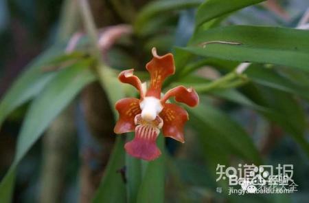 100种兰花品种图鉴，花开瞬间，艳冠群芳！