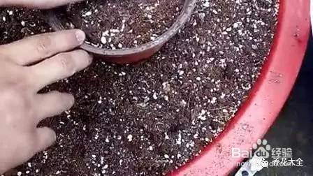 99%的花都死于这1点，看了保花不死！