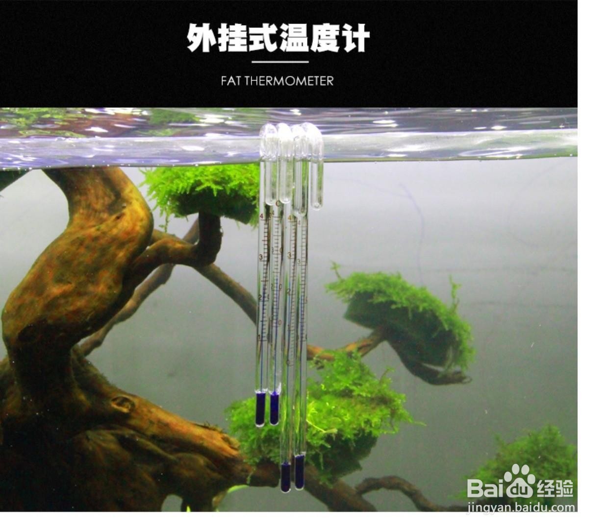 锦鲤鱼怎么养