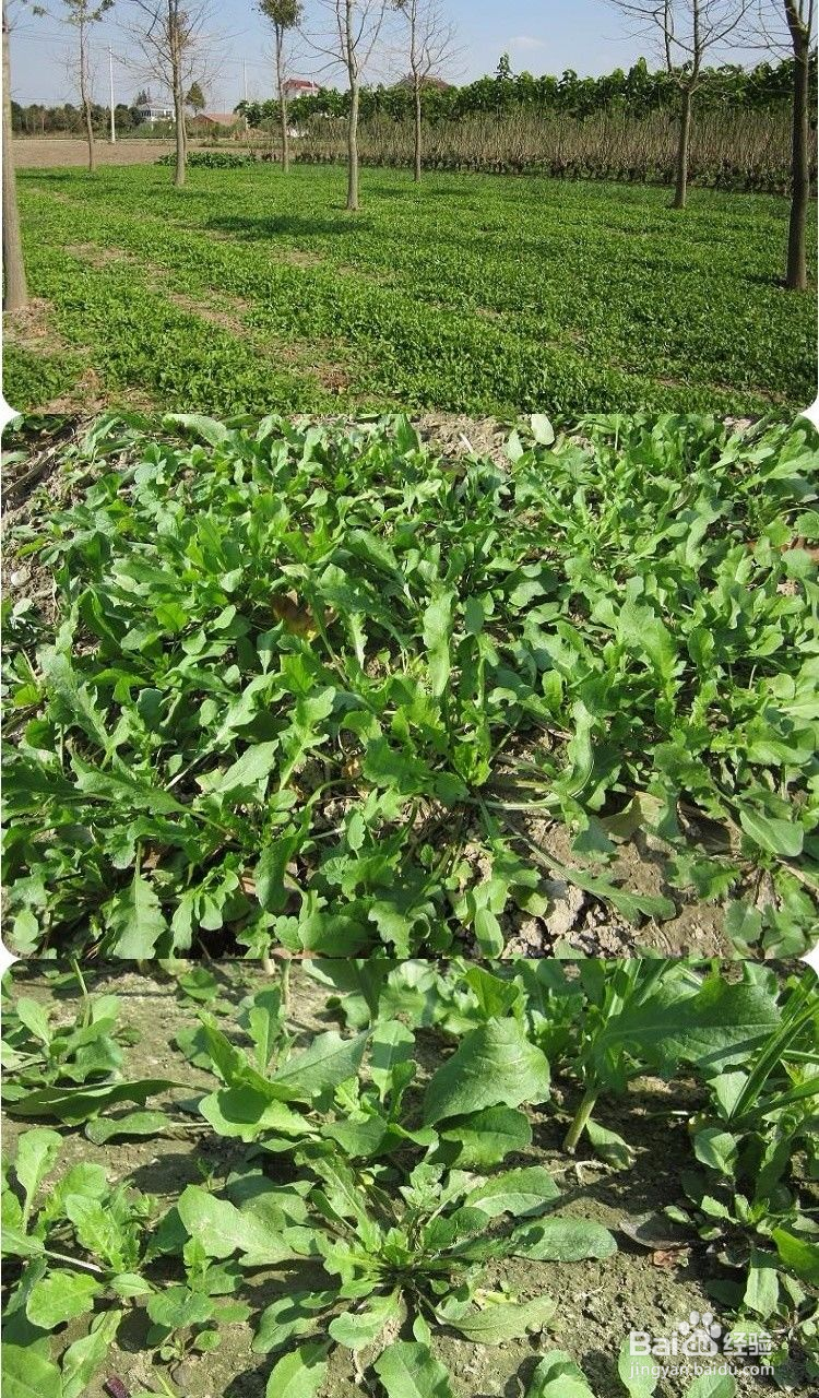 万万没想到这些野菜还是癌症的克星