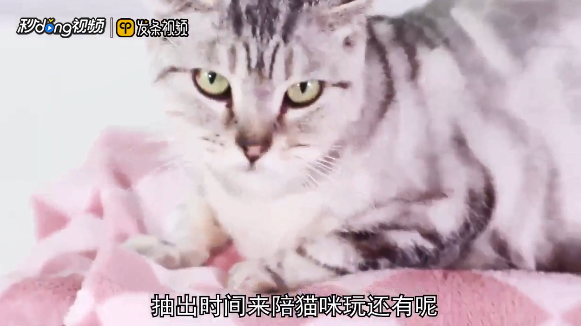 怎样使小猫亲近你