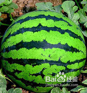 夏天吃什么降火揭晓降火的食物