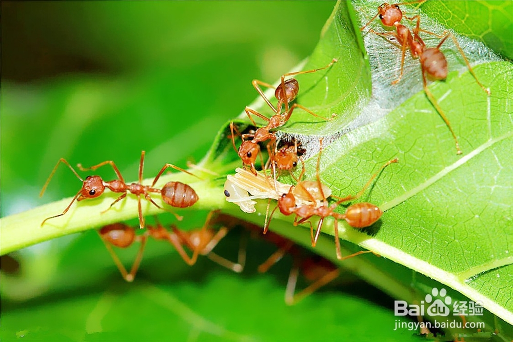 怎么防治红蚂蚁