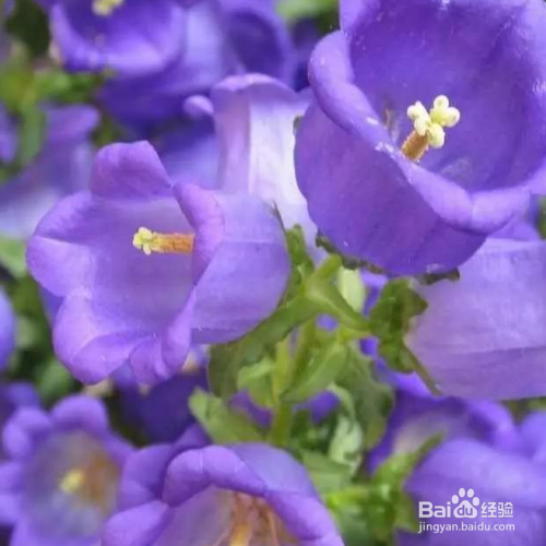 羽叶薰衣草的养殖方法和注意事项