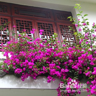 如何让三角梅爬藤