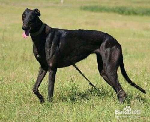 格力犬怎么训练比较好