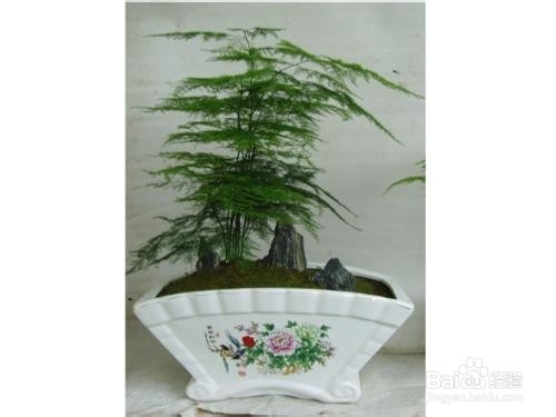 文竹叶子枯黄怎么办？