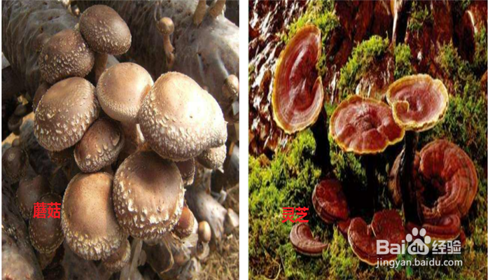 蘑菇和灵芝有什么区别?