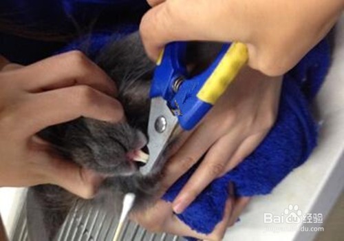 怎样给兔子剪牙齿