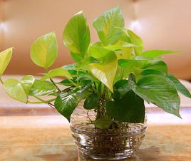 办公场所盆栽选择