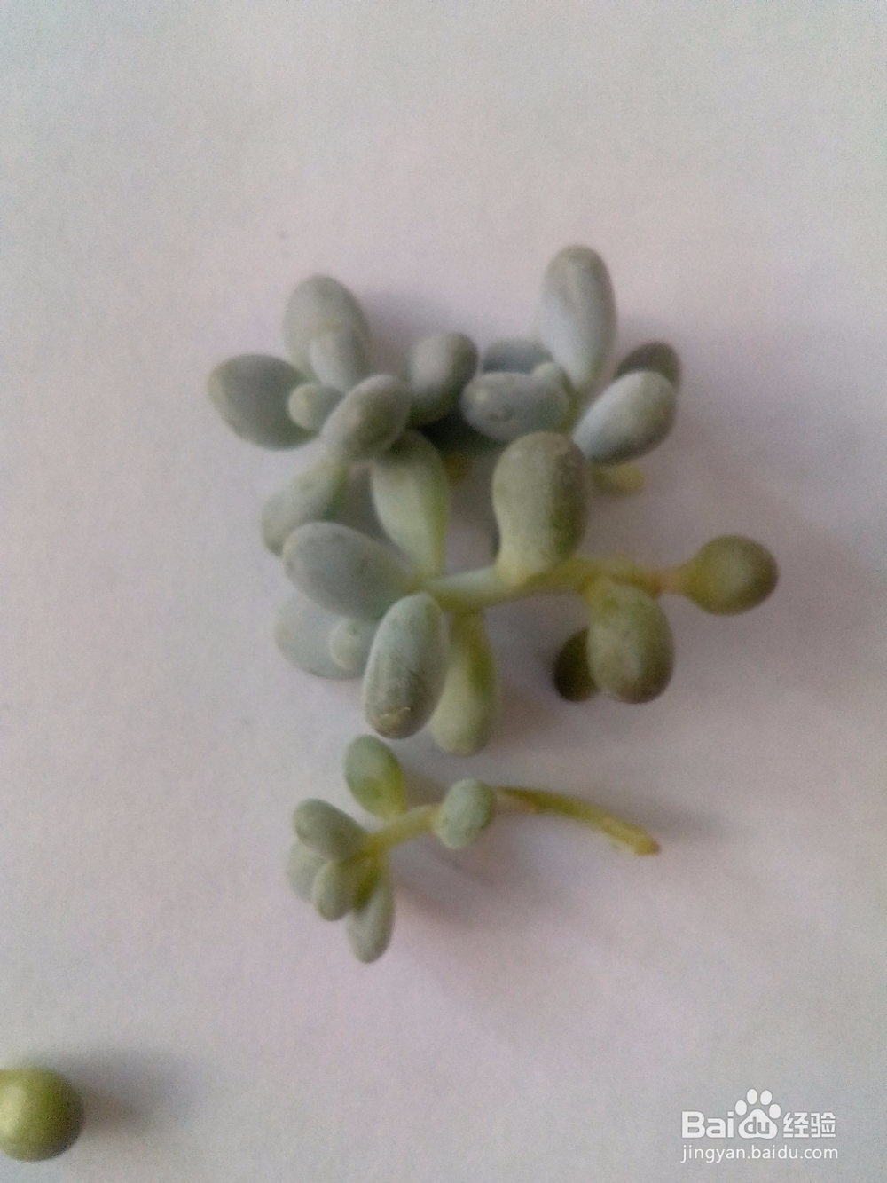 多肉黑腐了不用怕，多肉重获生机的方法