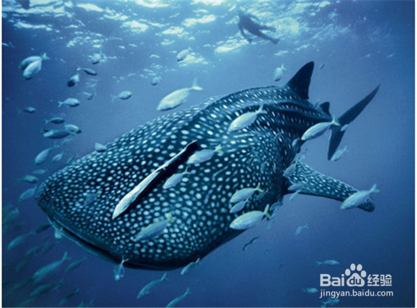 哪些朋友值得交往？