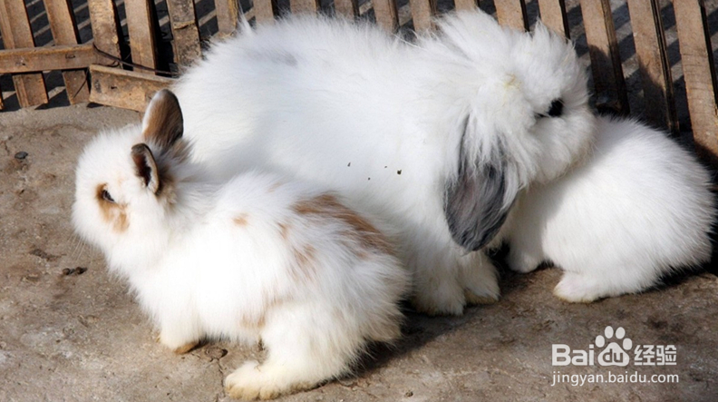 新手养兔注意事项