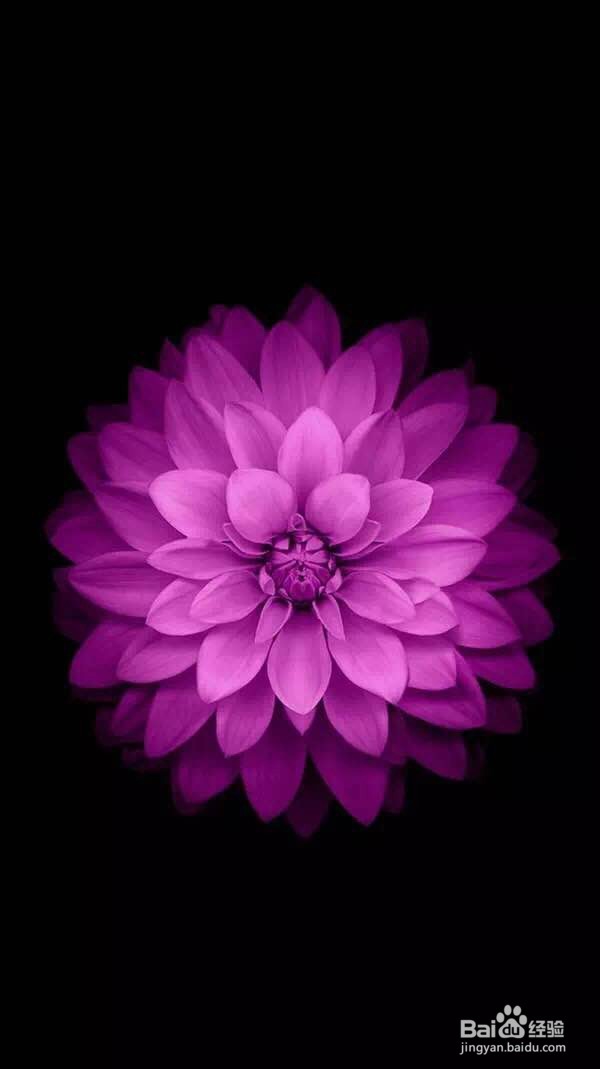 单反怎样拍出好看的菊花