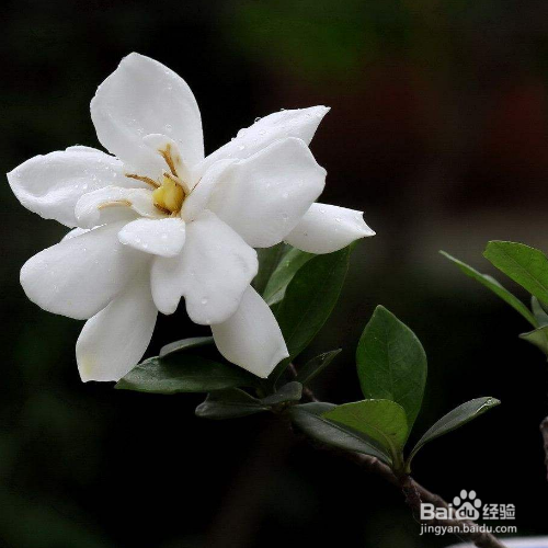 栀子花的叶子蔫了怎么办？