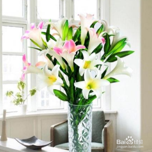 百合花花期过后应该怎么办？