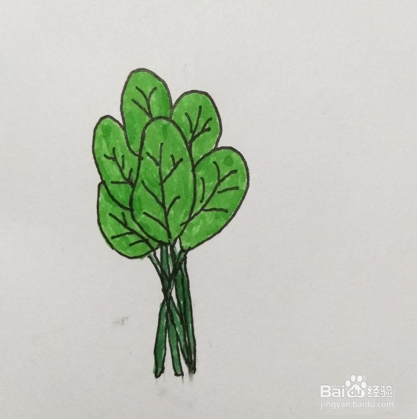 菠菜的简单画法