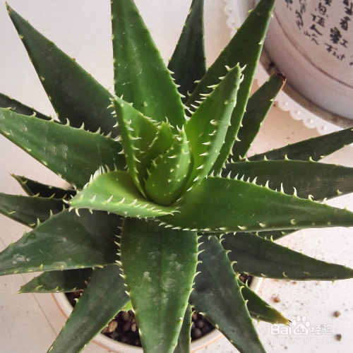 芦荟叶子怎么变厚实？