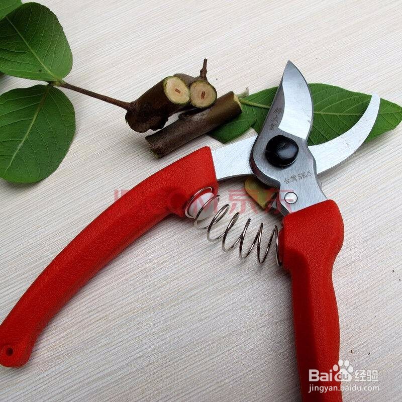 怎样修剪果树。