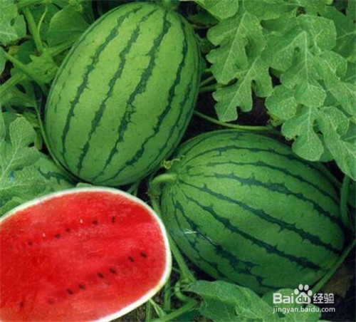 吃西瓜的禁忌，你都知道吗