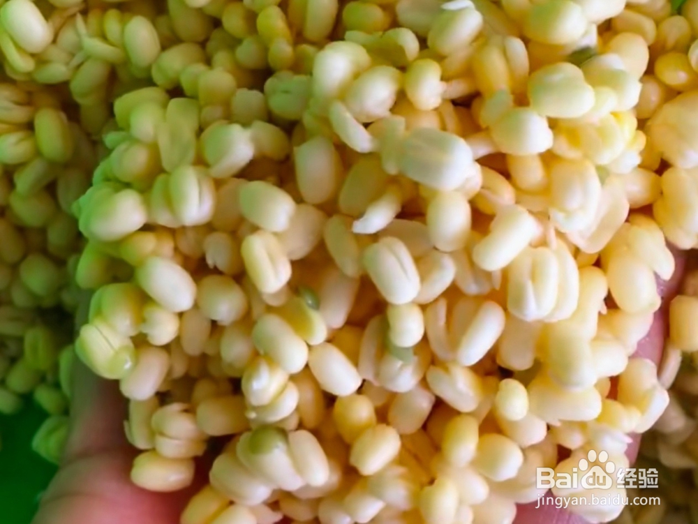 冰皮月饼怎么做