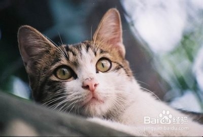 猫毛过敏怎么处理