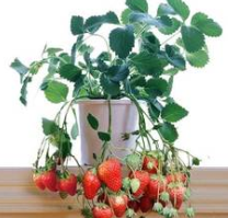 草莓的日常管理