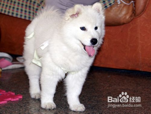 喂养出健康萨摩耶十大原则