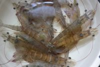 白灼虾自制方法