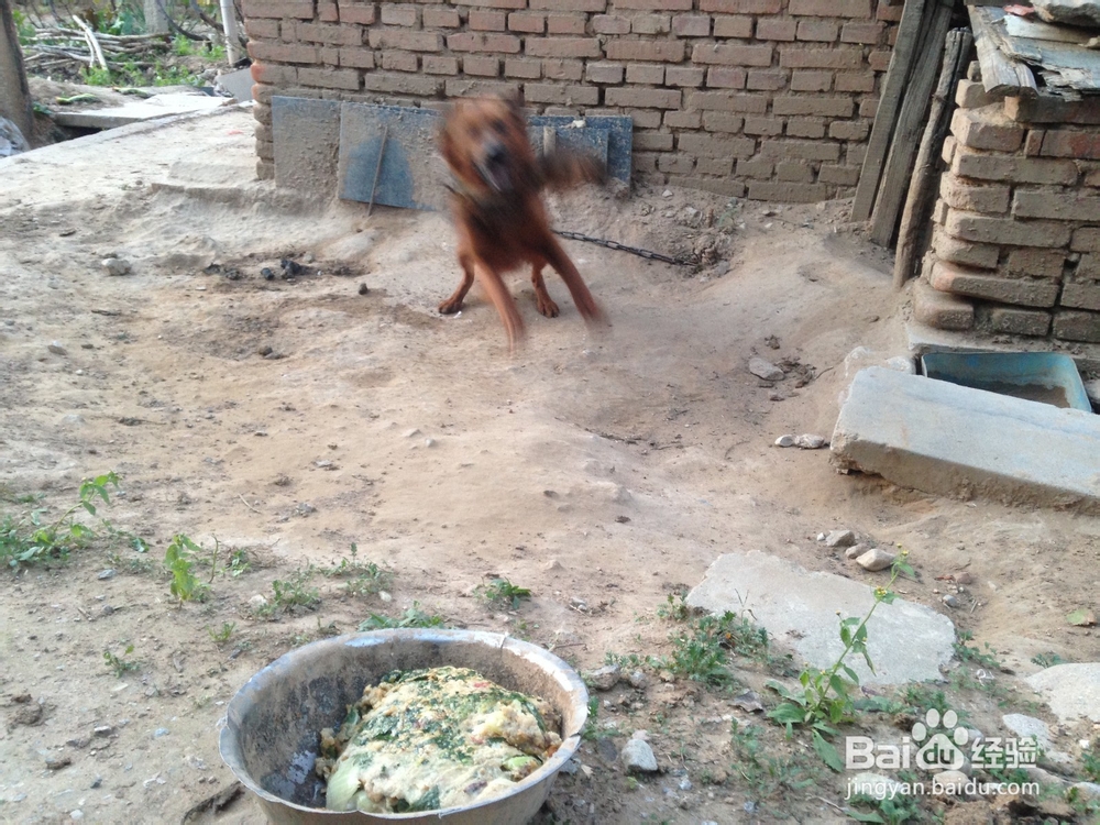 如何给凶猛的狗喂食物