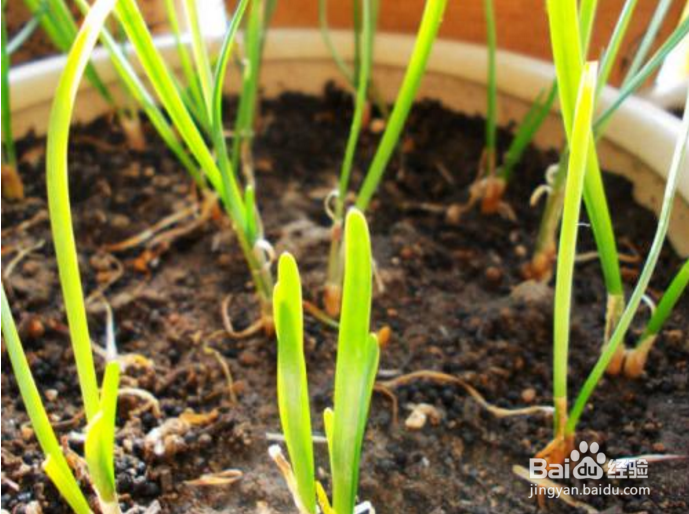 如何在自家阳台栽种韭菜