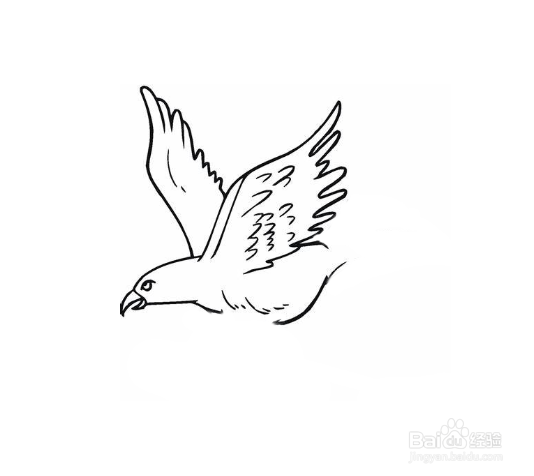 简笔画-如何画老鹰的简笔画