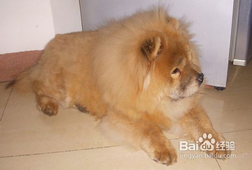 松狮怎么养--如何养松狮