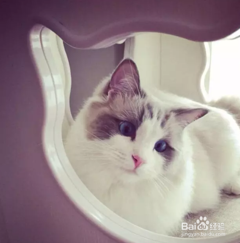 对很多养宠物家庭来说，怀孕了能不能养宠物？