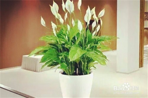 寝室放那些植物可以净化空气