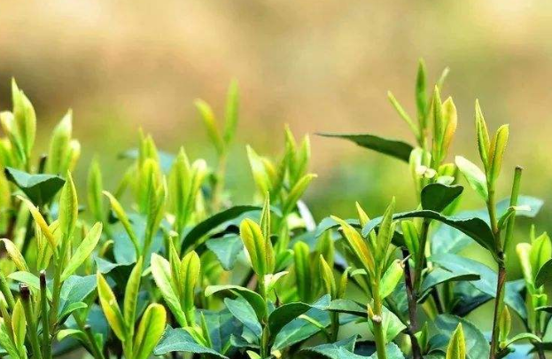 惊垫是什么节