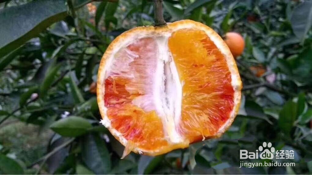 血橙有哪种家常剥切