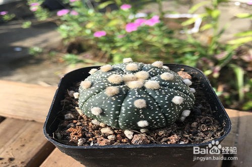 星兜的养殖方法