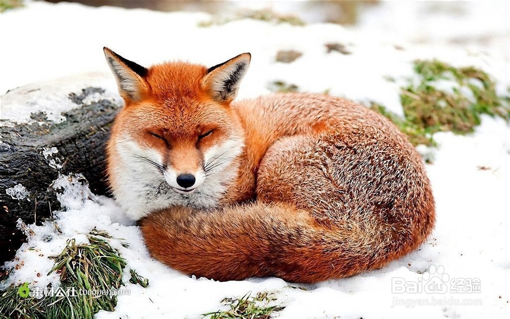 狐狸肉如何去除骚味